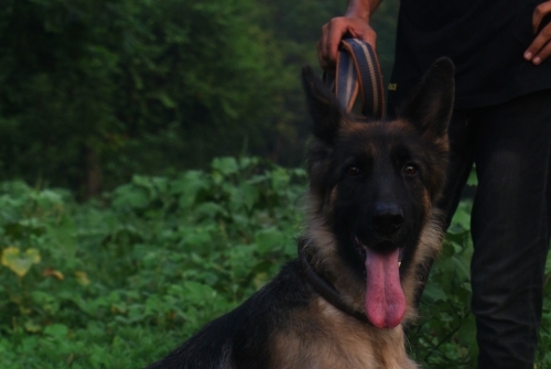 Nova Vom Kashmir Hills