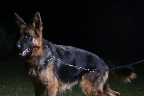 Eureka vom Kashmir Hills