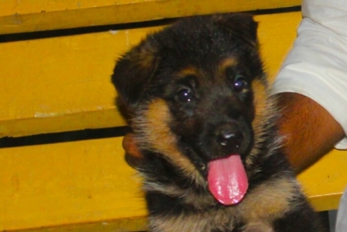 Bugatti vom Royal Sargodha Shepherd