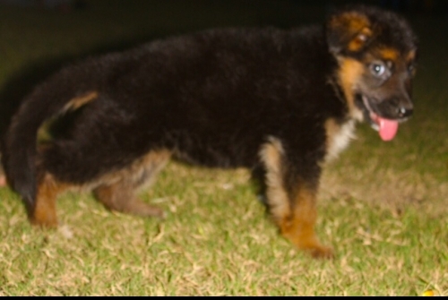 Bazuka vom Royal Sargodha Shepherd