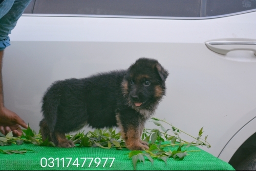 Dodo vom Royal Sargodha Shepherd