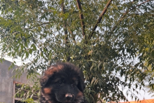 Duxi vom Royal Sargodha Shepherd