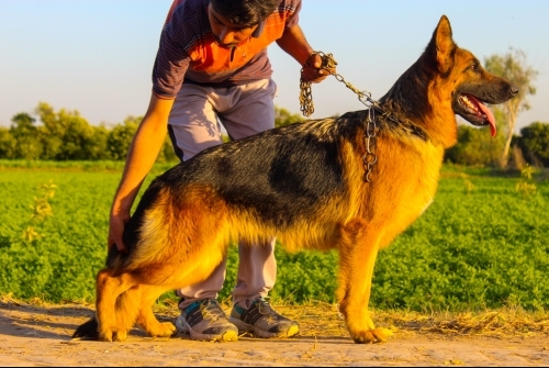 Grace Vom Royal Kings