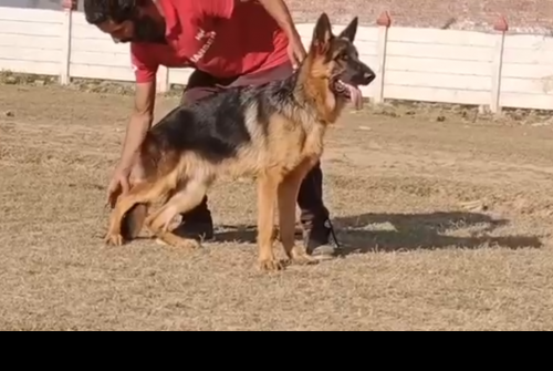 Apher vom Royal Sargodha Shepherd