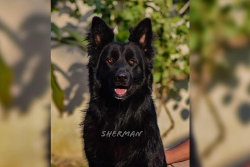 Sherman Team Zilber Wasserfall