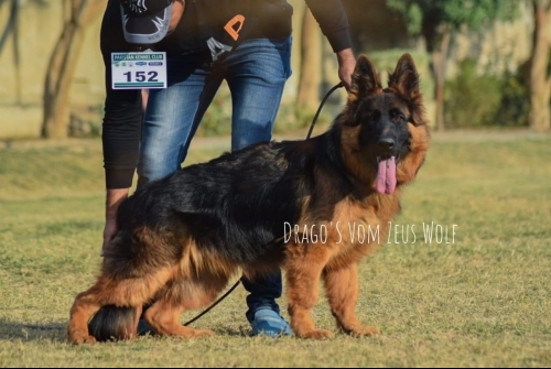 Dragos vom Zeus Wolf