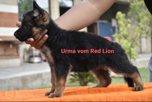 Urma vom Red Lion