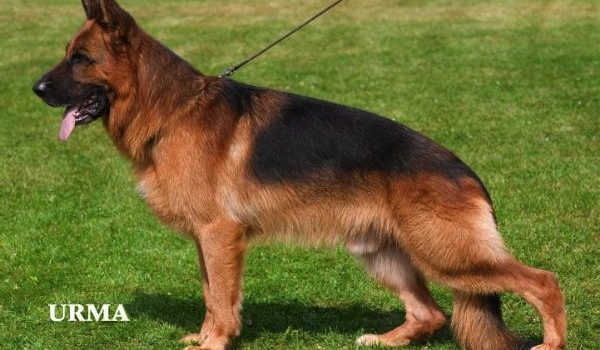 Quantum von Arminius