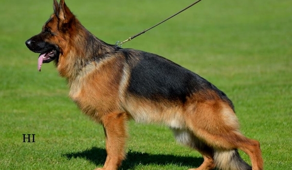 Finn von der Piste Trophe