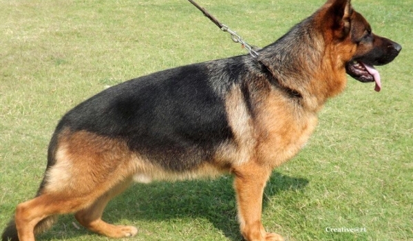 Daff Crveni Mayestoso