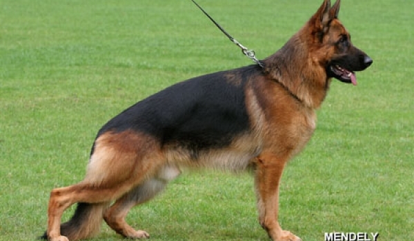 Wegas vom Fichtenschlag