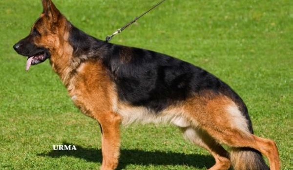 Tex vom Poxdorfer-Tannenhof