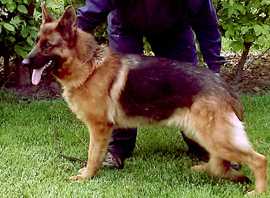 BUNGA BUNGA z Wiecborskiej Doliny