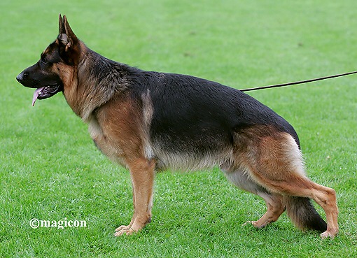 Merlin vom Osterberger-Land