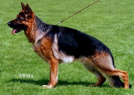 Orpheus von der Krauterwiese