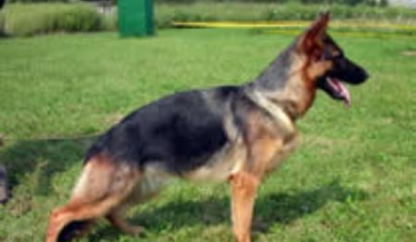 Super Simpa Crveni Mayestoso