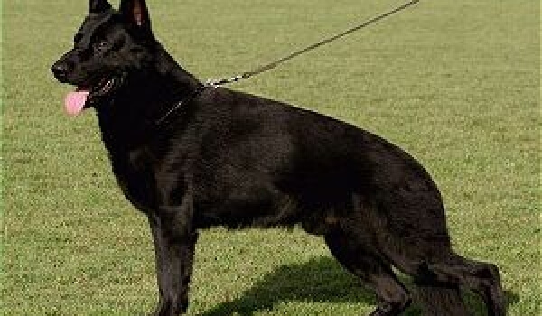 Paska vom Salztalblick