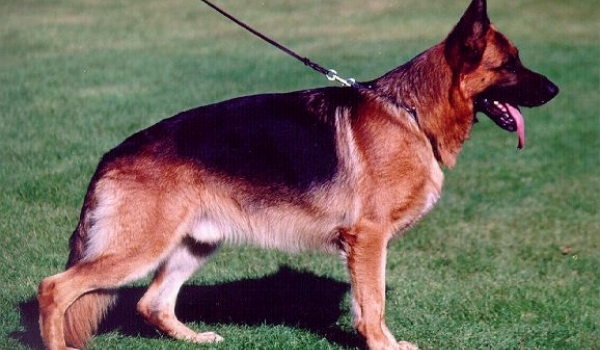 Jello vom Michelstädter Rathaus