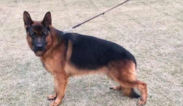 United vom Kapellenberg (INT)