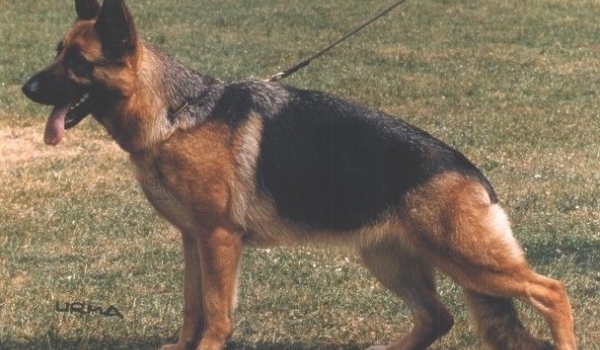 Jasmin von der Zenteiche