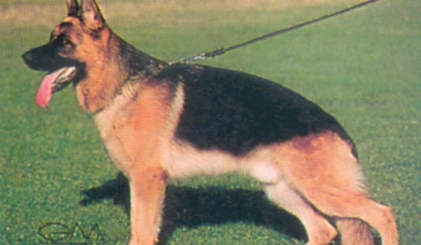 Hettel della Grande Valle