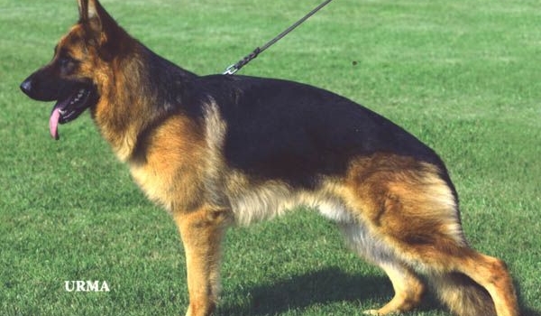 Attila von der Piste Trophe