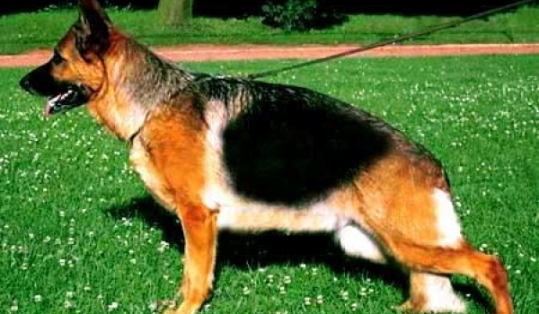 Svitti Endrefalva (RU)