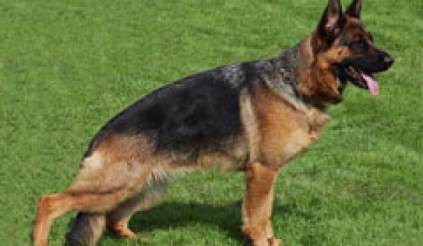 Cambia von der Ostfriesischen Thingstatte