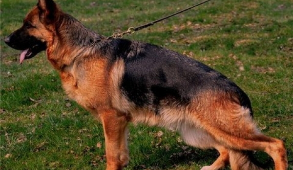 Bibbi vom Altenberger Land