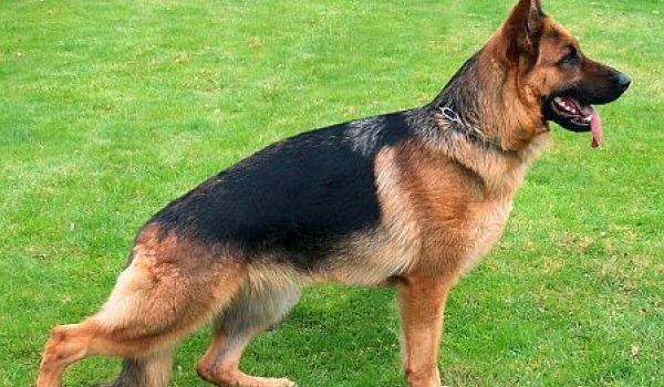 Hummel vom Lärchenhain