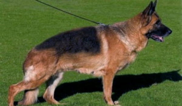 V * Ute vom Thermodos