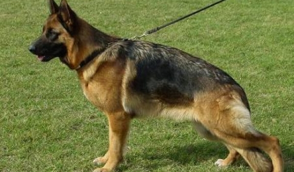 Pippi vom Wildsteiger Land