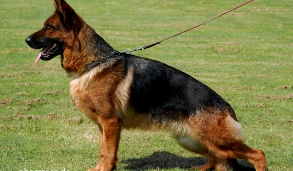 Lyby vom Zellwaldrand