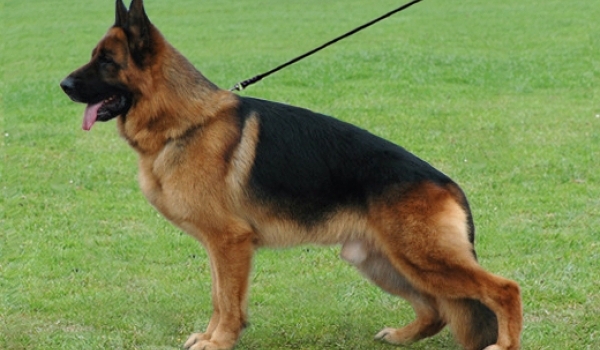 Arex von der Wilhelmswarte