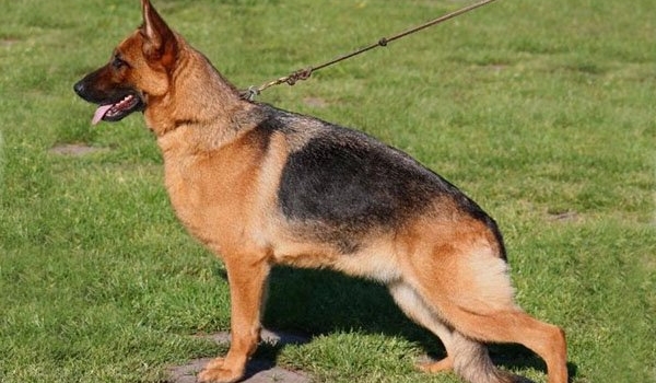 Qually von der Ostfriesischen