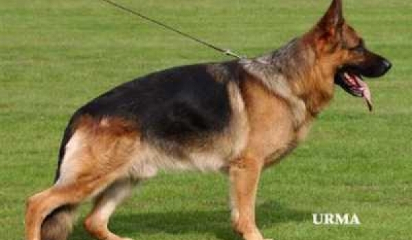 Henry von der Dunieschenke