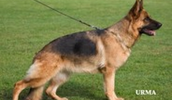 Xini vom Tollensestrand