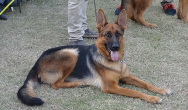 Wind vom Schwarzwald