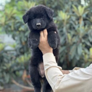 Bella Vom Noire Paws Kennel