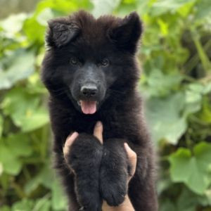 Brenda Vom Noire Paws Kennel