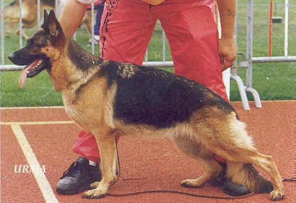 Greywood du Val D'Anzin