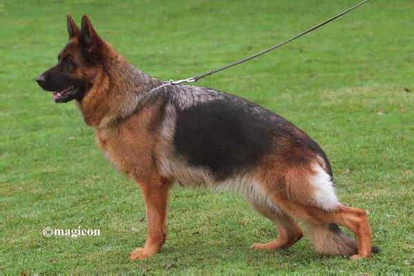 Laila vom Schollweiher