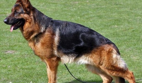 Fritz vom Kuckucksland