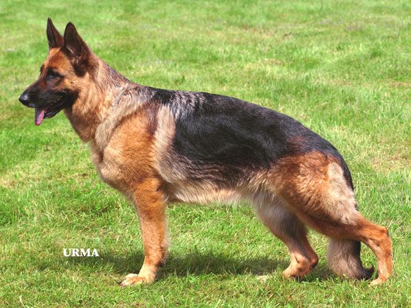 Gunnie vom Fichtenschlag