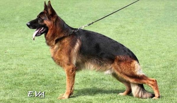 Yoker vom Leithawald