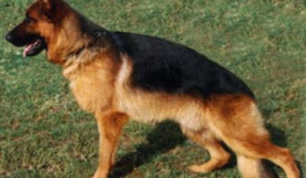 Quarz vom Klebinger Schloß