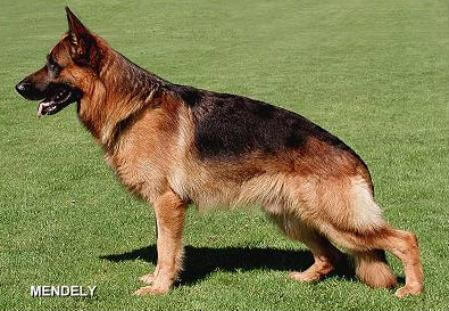 Nils vom Wildsteiger Land