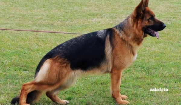 Kalia di Casa Massarelli