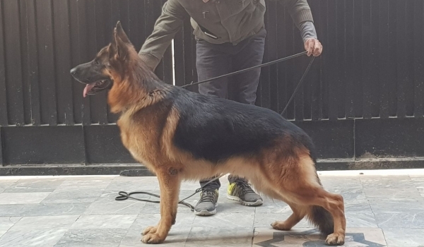 Pierro vom Altenberger Land