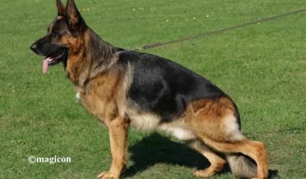 Franco vom Kuckucksland